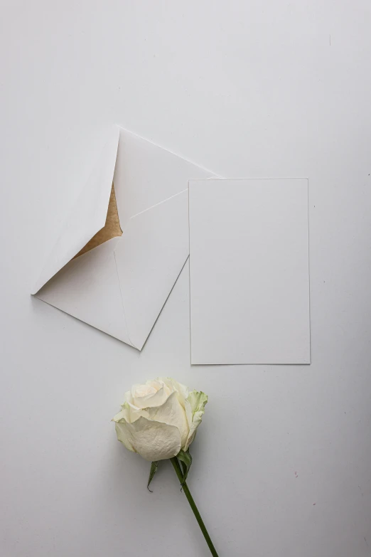 a white rose sitting on top of a white table, private press, smokey burnt envelopes, card template, ceremonial, plain