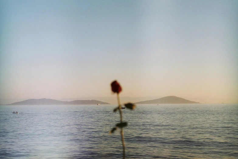 a single rose sitting in the middle of a body of water, inspired by Elsa Bleda, ocean in distance, 1960s color photograph, with mountains in the distance, mediterranean