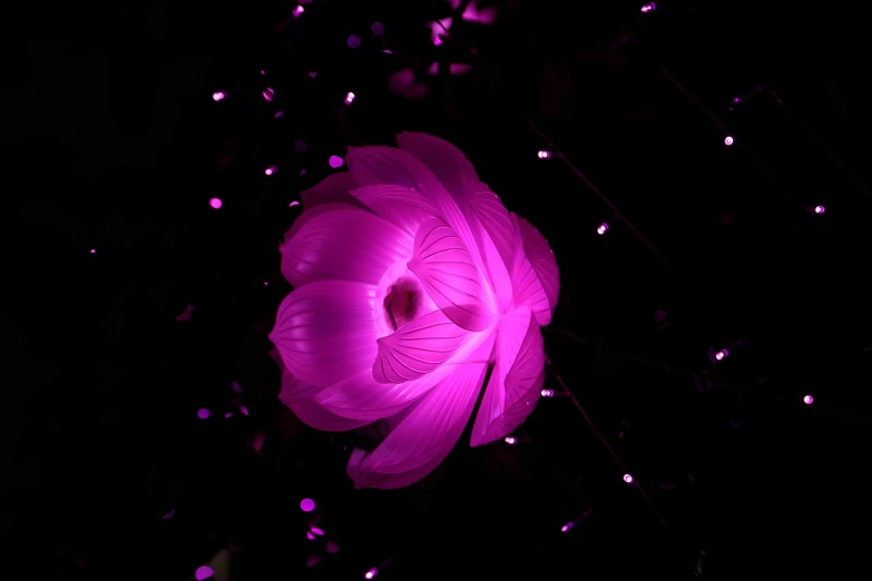 a pink flower that is glowing in the dark, inspired by Bruce Munro, flickr, purple laser lighting, lush garden spaceship, falling petals, teamlab