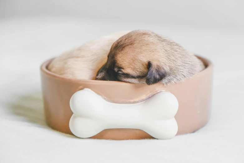a puppy sleeping in a bowl with a bone in it, by Emma Andijewska, trending on pexels, 3 d print, small bed not made, round-cropped, manuka