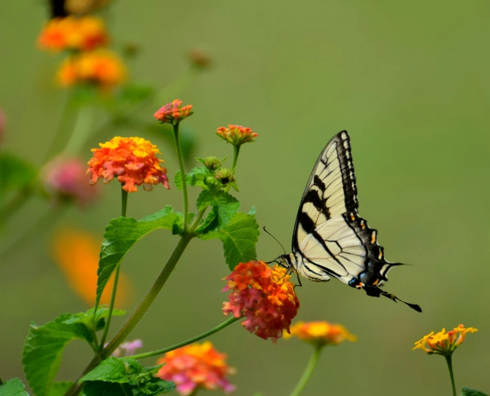 a butterfly that is sitting on a flower, slide show, southern wildflowers, fan favorite, no cropping