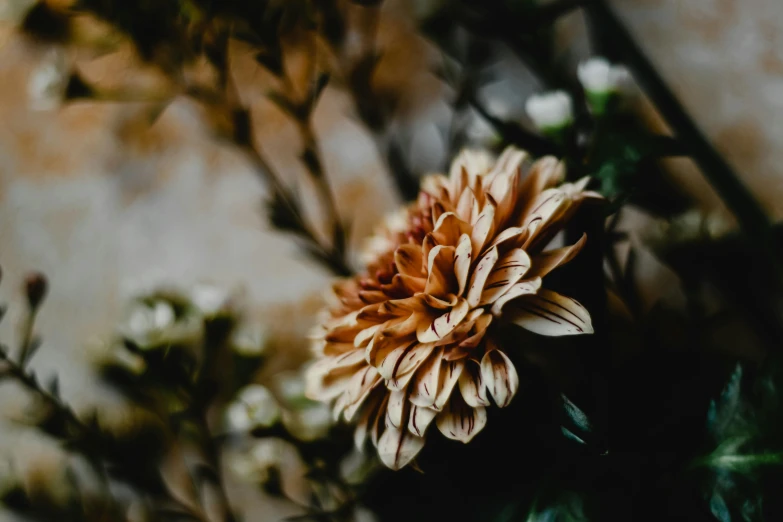 a close up of a flower in a vase, unsplash, brownish colors, chrysanthemum eos-1d, carefully crafted, flowers and foliage