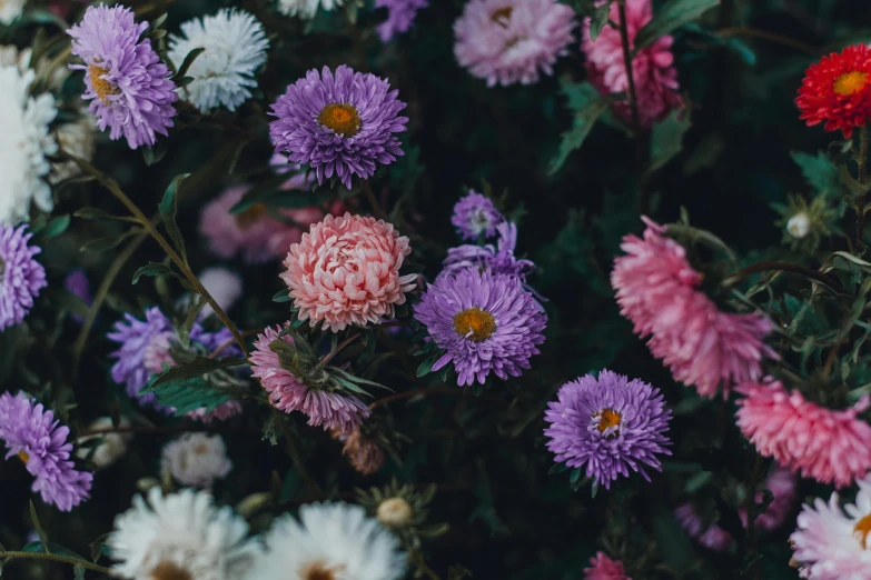 a bunch of flowers that are next to each other, pexels contest winner, arts and crafts movement, purple and pink, gardening, hauntingly beautiful, desktop wallpaper