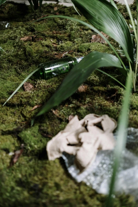 a potted plant sitting on top of a moss covered ground, environmental art, broken bottles, paper, endor forest, snacks