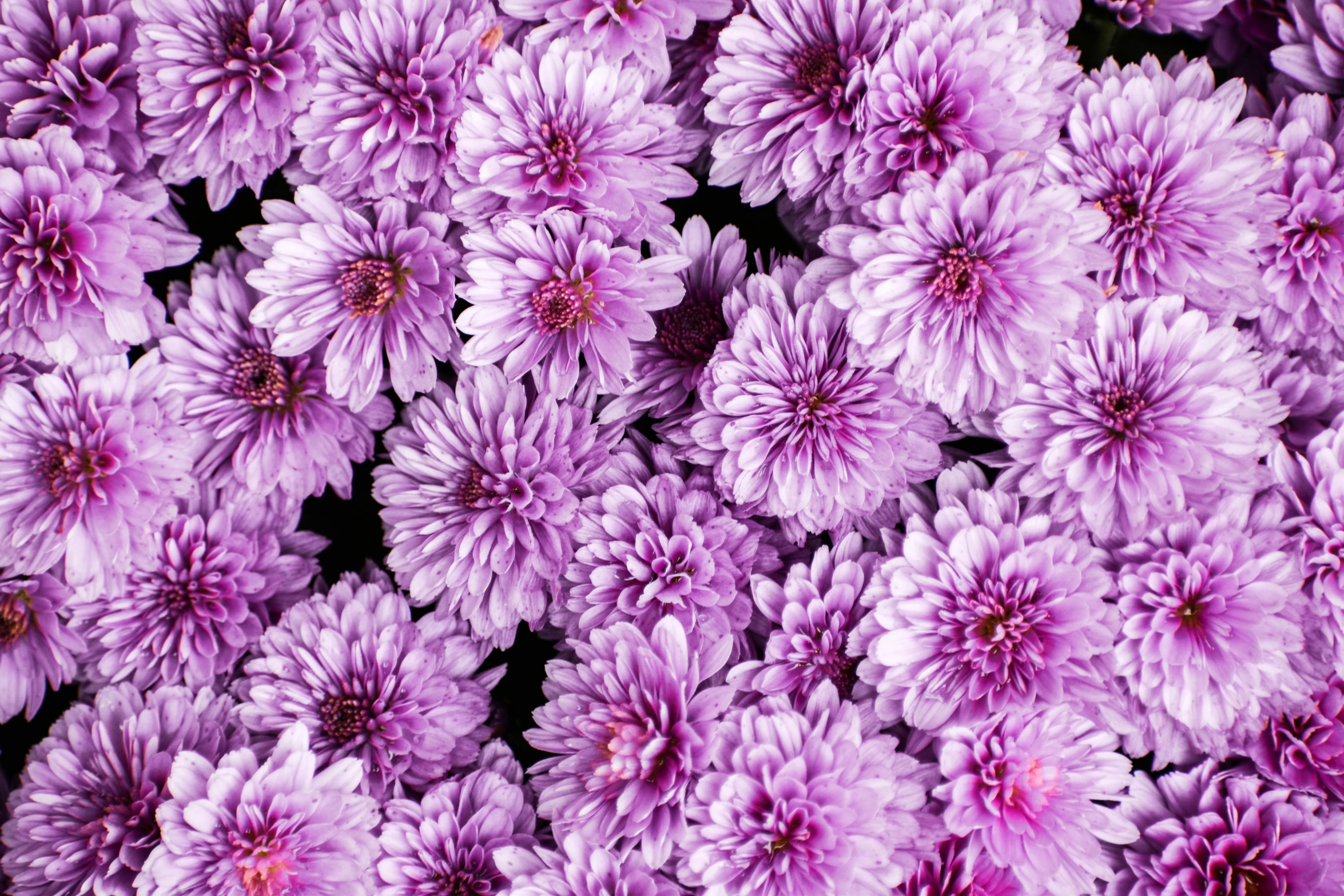 a close up of a bunch of purple flowers, chrysanthemum eos-1d, viewed from above, zoomed out to show entire image, lavender blush