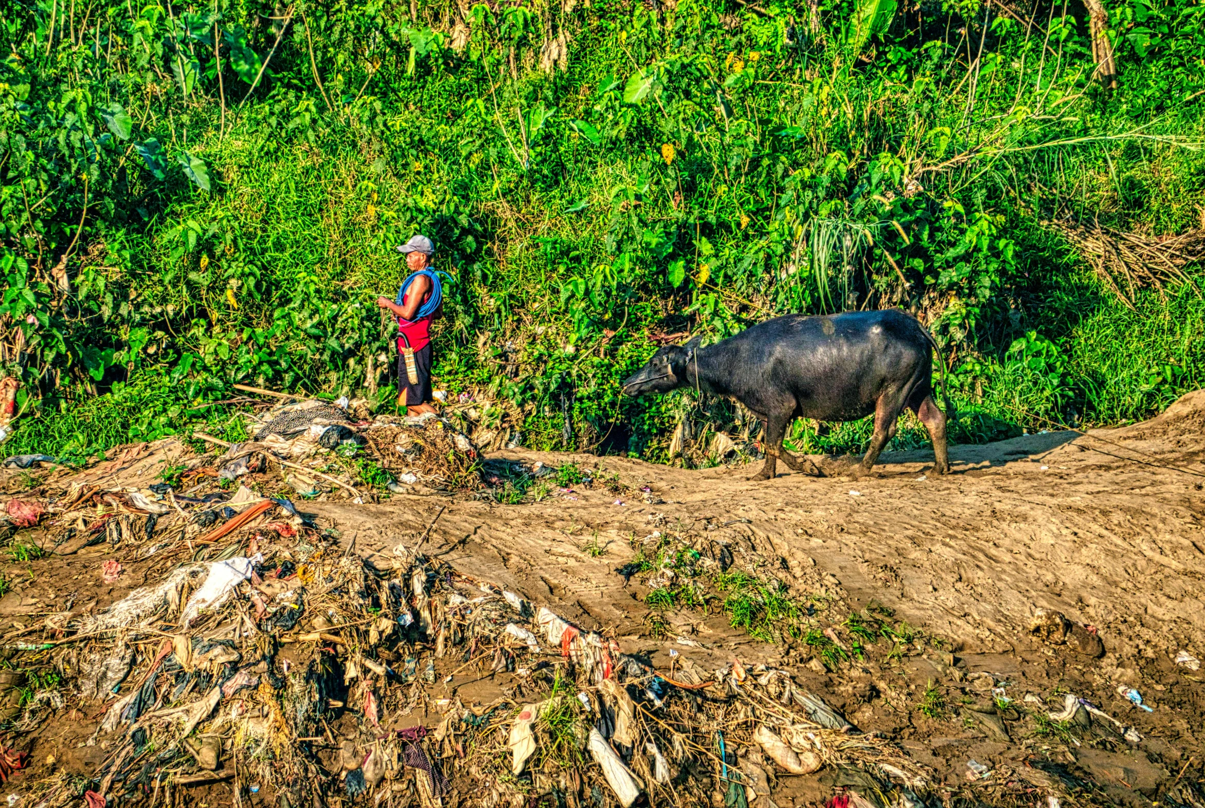 a man walking across a dirt road next to a cow, a picture, sumatraism, piles of trash and junk, 2 0 2 2 photo, hillside, “pig