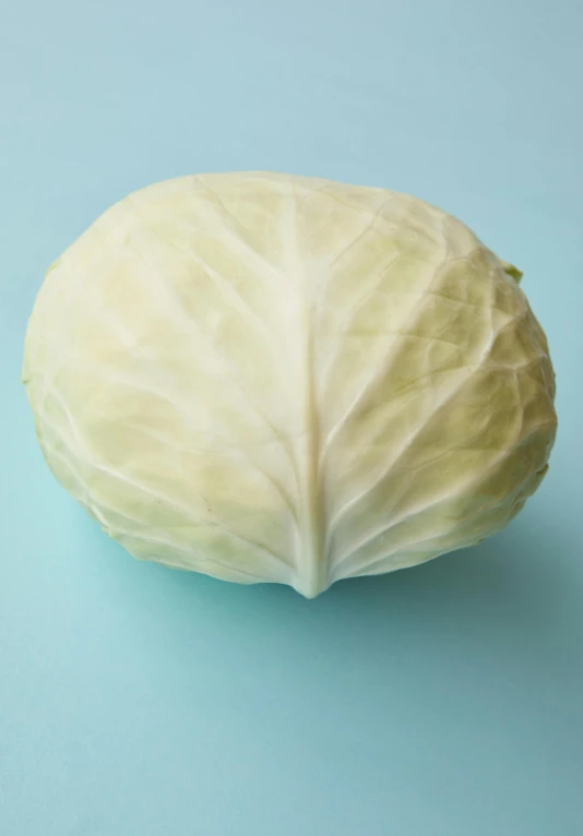 a close up of a cabbage on a blue surface, front facing the camera, pale white face, folded, high quality product image”