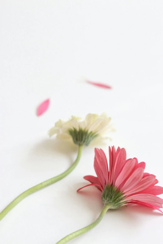 two pink and white flowers on a white surface, by Eizan Kikukawa, unsplash, multiple stories, instagram picture, 15081959 21121991 01012000 4k, daisies