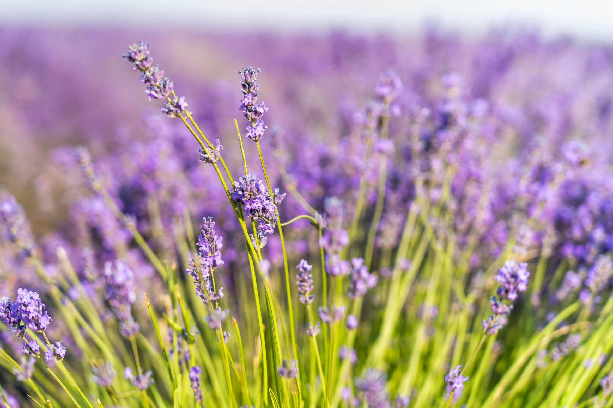 a close up of a bunch of purple flowers, pixabay, in a lavender field in france, 🦩🪐🐞👩🏻🦳, background image, shot on sony a 7