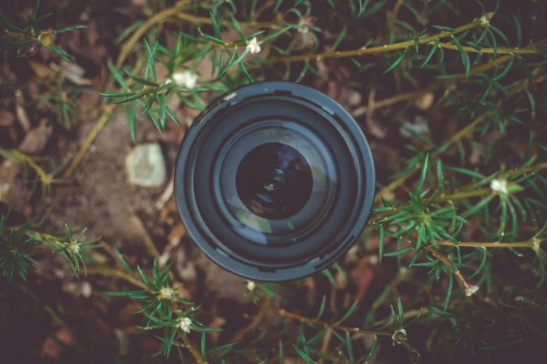 a camera lens sitting on top of a green plant, pexels contest winner, looking up at camera, ground camera, wide aperture, zoom lens