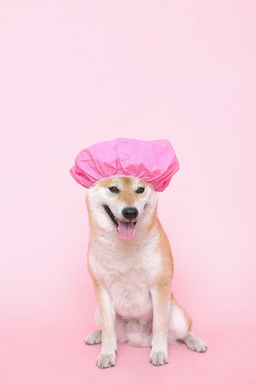 a brown and white dog wearing a pink hat, an album cover, trending on pexels, shower cap, shibu inu, gif, cooked