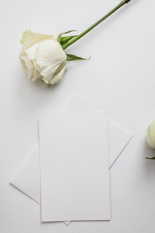 two white roses and a blank card on a white surface, a picture, by Robbie Trevino, unsplash, 15081959 21121991 01012000 4k, detail shot, multiple stories, detailed letters