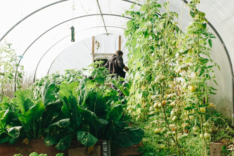 a man standing in a greenhouse filled with lots of vegetables, process art, an archway, sustainable materials, high walled tunnel, facing away