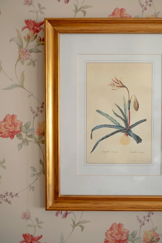 a picture of a flower is hanging on a wall, by Pierre-Joseph Redouté, fine art, decoration around the room, detmold charles maurice, art from harry potter, aged 2 5