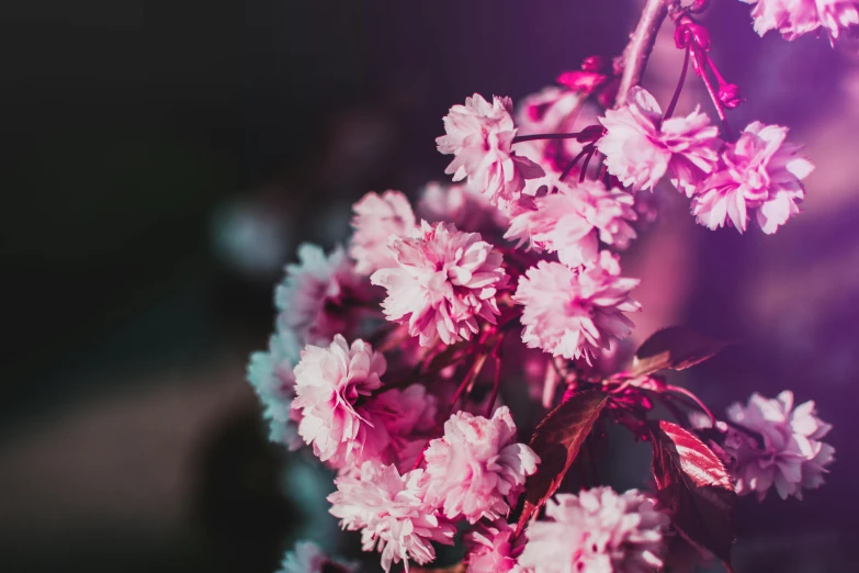 a close up of a bunch of pink flowers, trending on pexels, sakura season dynamic lighting, instagram post, profile image, dimly lit