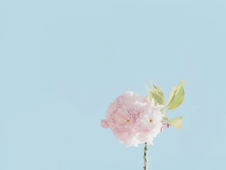 a single pink flower against a blue sky, by Eizan Kikukawa, minimalism, light blue pastel background, épaule devant pose, ffffound, miniature product photo