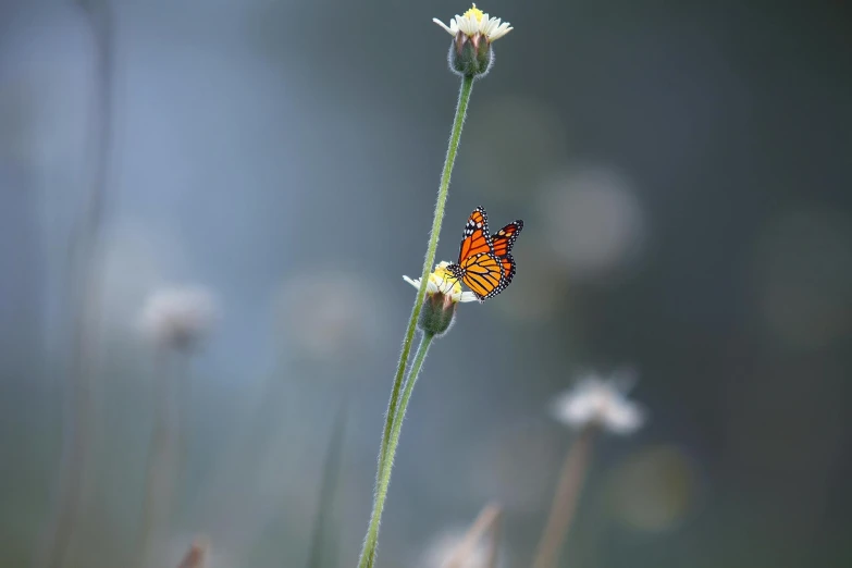 a close up of a flower with a butterfly on it, by Eglon van der Neer, unsplash contest winner, minimalism, orange grass, paul barson, medium format. soft light, photorealist