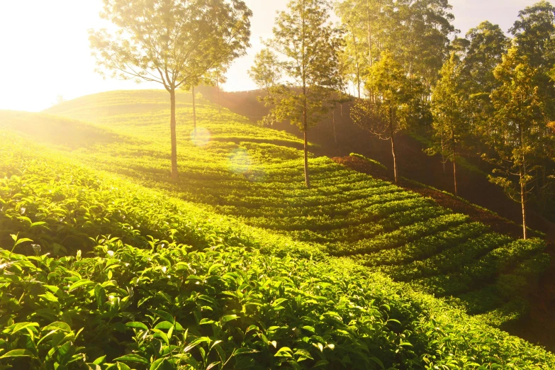 a group of trees sitting on top of a lush green hillside, by Rodney Joseph Burn, trending on unsplash, hurufiyya, tea, evening sunlight, avatar image