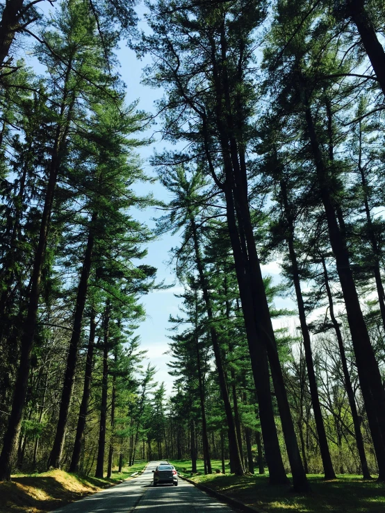 a car driving down a tree lined road, a picture, by Rachel Reckitt, unsplash, land art, william penn state forest, 3/4 view from below, iphone photo, pine wood