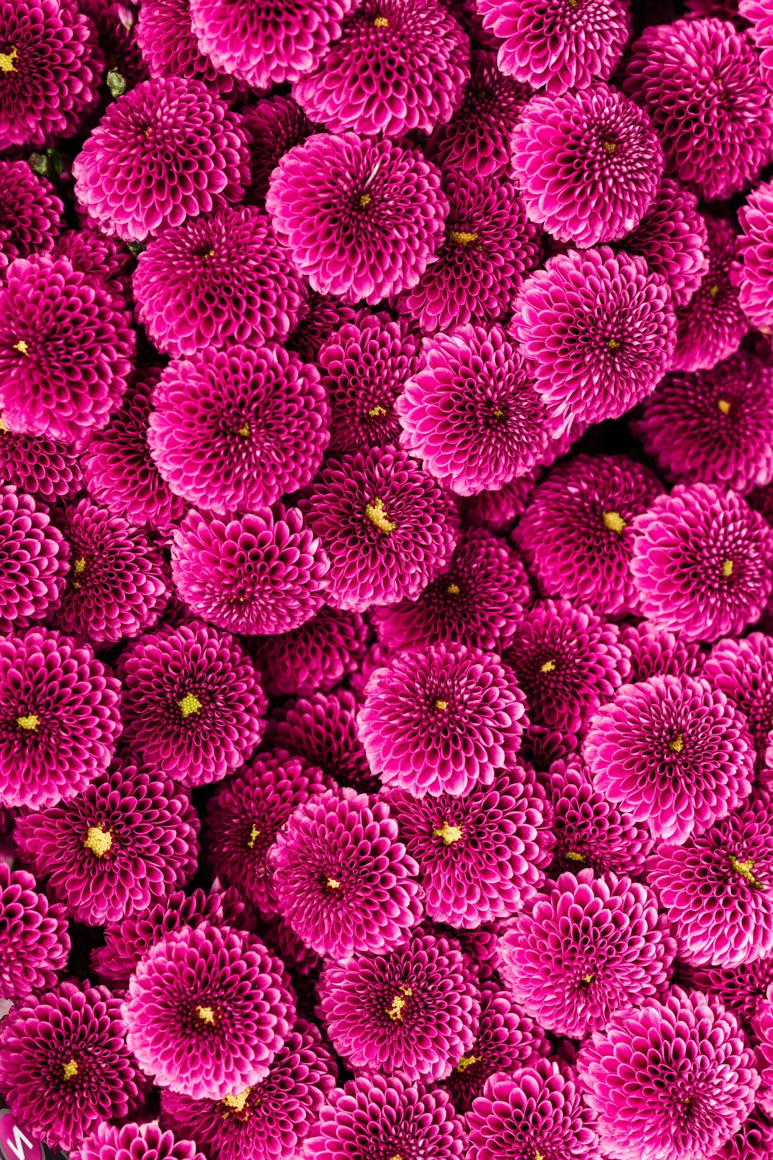 a close up of a bunch of pink flowers, inspired by Ai Weiwei, 8k resolution”, top - down photograph, bumps, bright ”