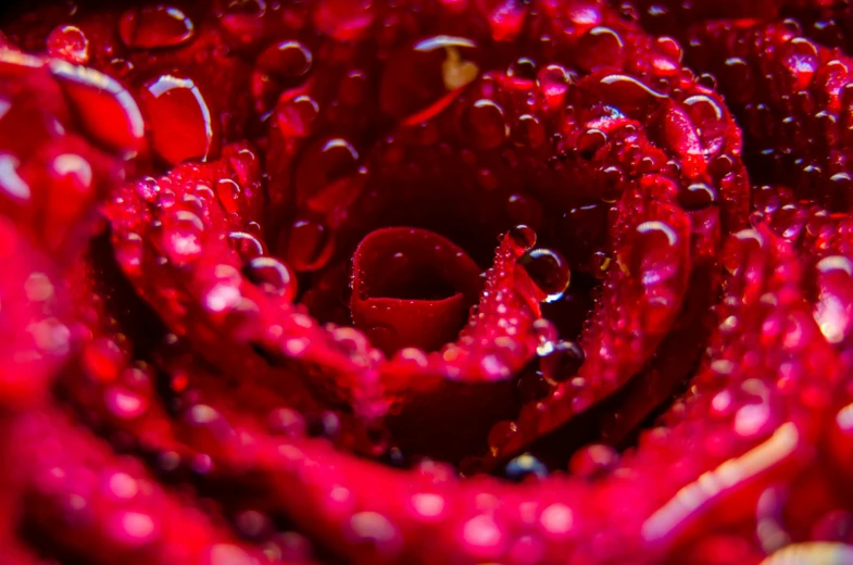 a close up of a red rose with water droplets, a macro photograph, by Adam Marczyński, romanticism, fan favorite, maroon red, infinite intricacy, maroon