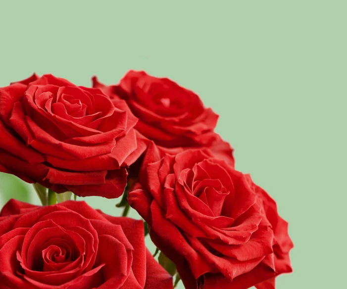 a bunch of red roses in a vase, an album cover, shutterstock contest winner, green bright red, close up high detailed, mint, solid background