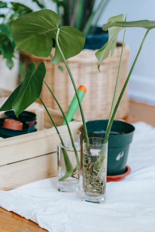 a potted plant sitting on top of a wooden table, test tubes, monstera deliciosa, long trunk holding a wand, opening shot