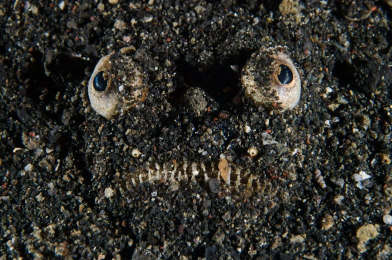 a close up of a face in the sand, by Robert Brackman, reddit, mingei, deep sea creatures, poop, large entirely - black eyes, dezeen