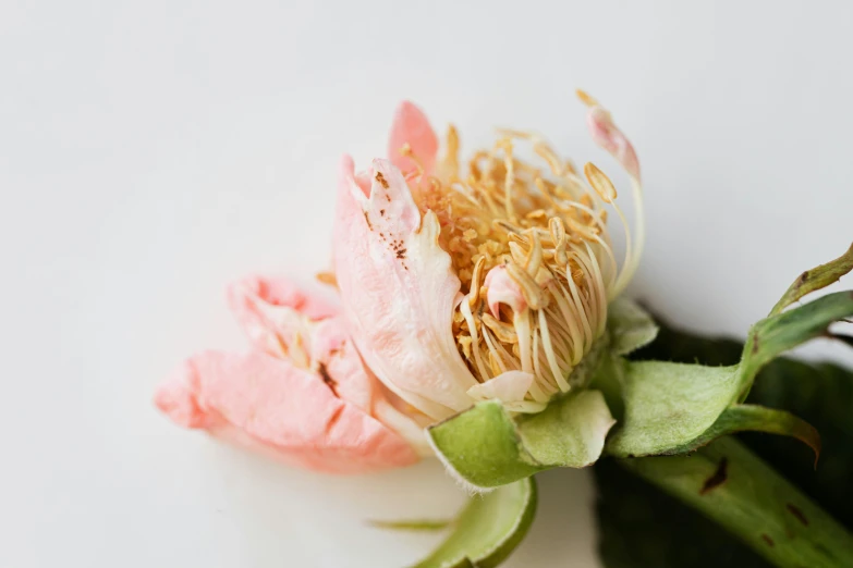 a close up of a flower on a white surface, by Liza Donnelly, pale pink and gold kimono, flannel flower, dried petals, peony flower