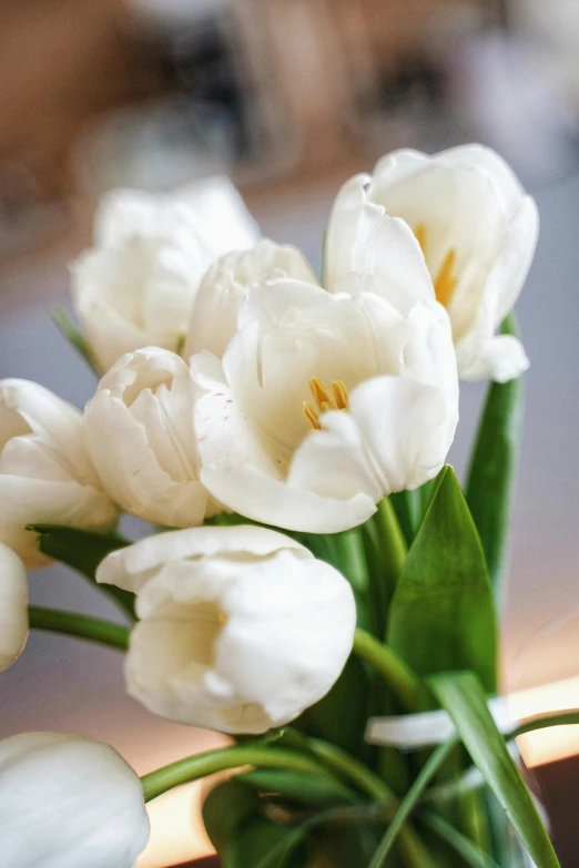 a vase filled with white flowers on top of a table, tulip, up-close, upclose, pearlized