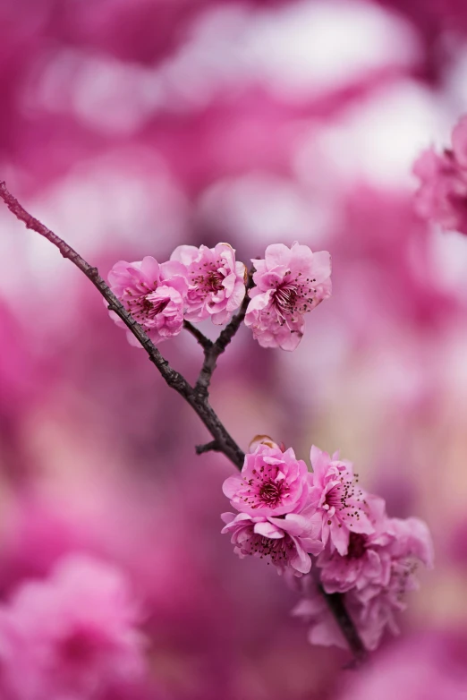 a bunch of pink flowers on a tree, by Peter Churcher, unsplash, paul barson, medium format, maroon, 3 are spring