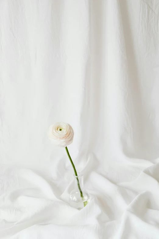 a single white flower in a clear vase, unsplash, in a white boho style studio, white cloth, uncropped, single