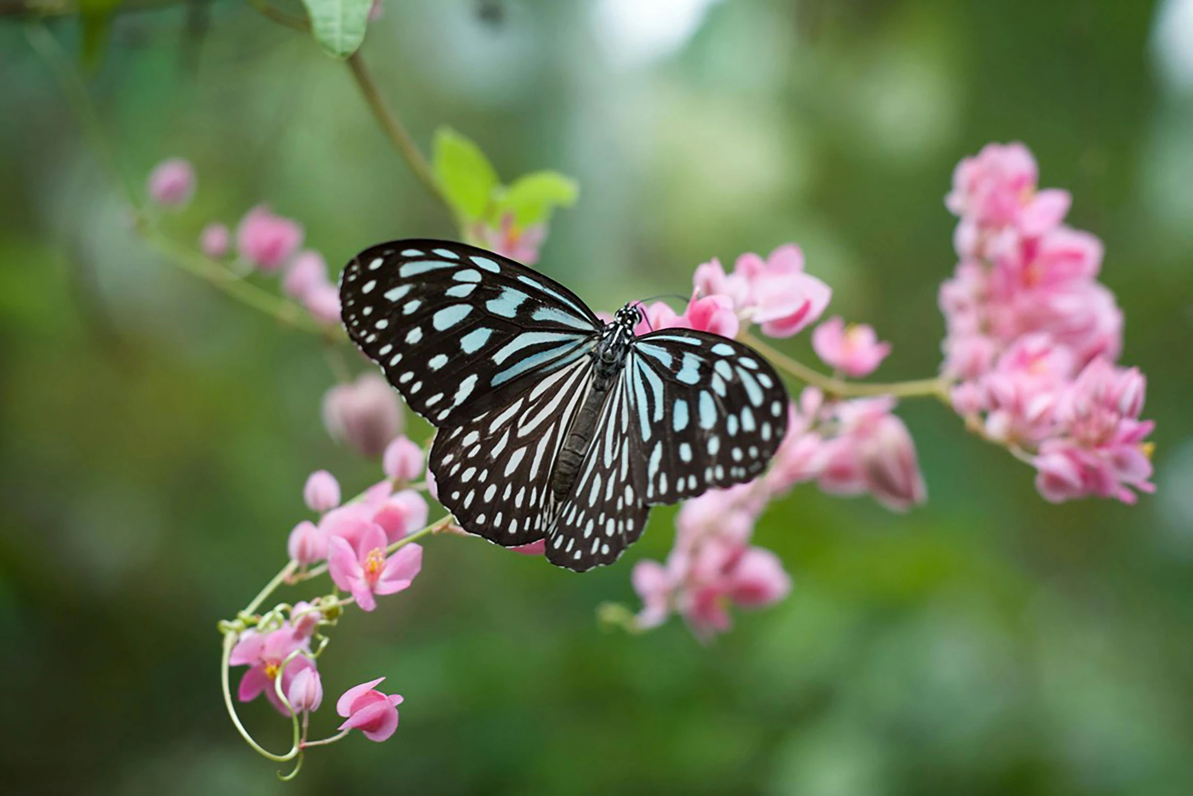 a black and blue butterfly sitting on a pink flower, unsplash, on a branch, jasmine, getty images, full frame image