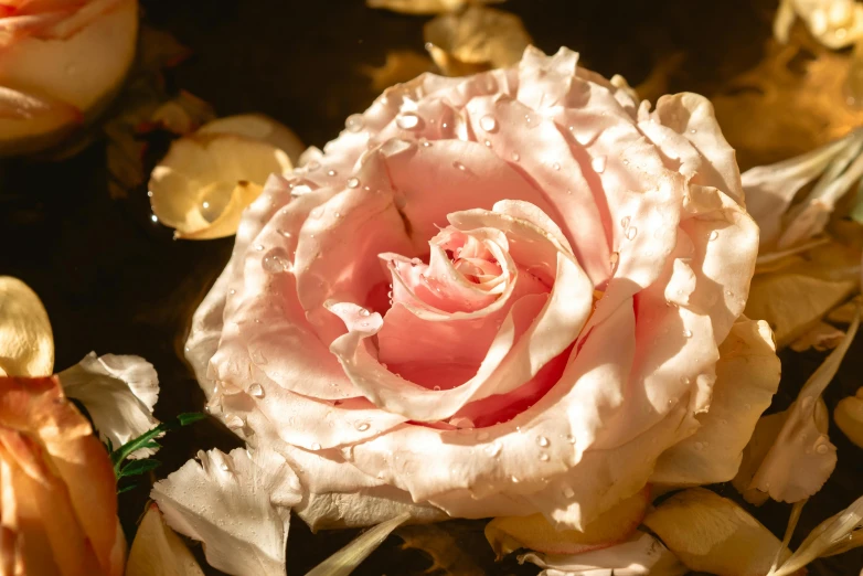 a close up of a flower with water droplets on it, an album cover, inspired by Rose O’Neill, trending on unsplash, romanticism, pink golden hour, laying on roses, dried petals, paul barson