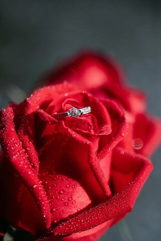 a close up of a red rose with a diamond ring on it, shot on 1 5 0 mm, environmental shot, photoshoot, grey