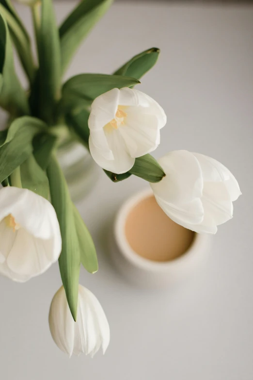 a vase filled with white flowers next to a cup of coffee, trending on unsplash, tulip, matte white background, skincare, soft shapes