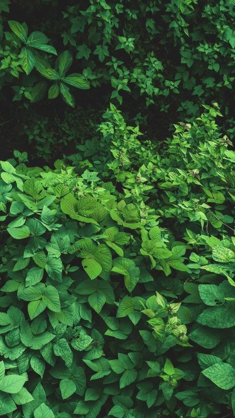 a red fire hydrant sitting on top of a lush green field, an album cover, inspired by Elsa Bleda, big leaves foliage and stems, nothofagus, potato, analogue photo quality