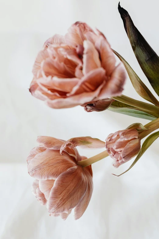 a close up of some pink flowers in a vase, muted brown, tulip, made of silk paper, heartbreak