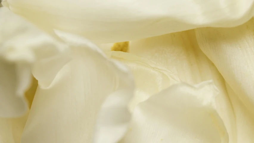 a close up of a bunch of white flowers, a macro photograph, inspired by Georgia O’Keeffe, folds of fabric, indoor smooth light, detailed product image, beige