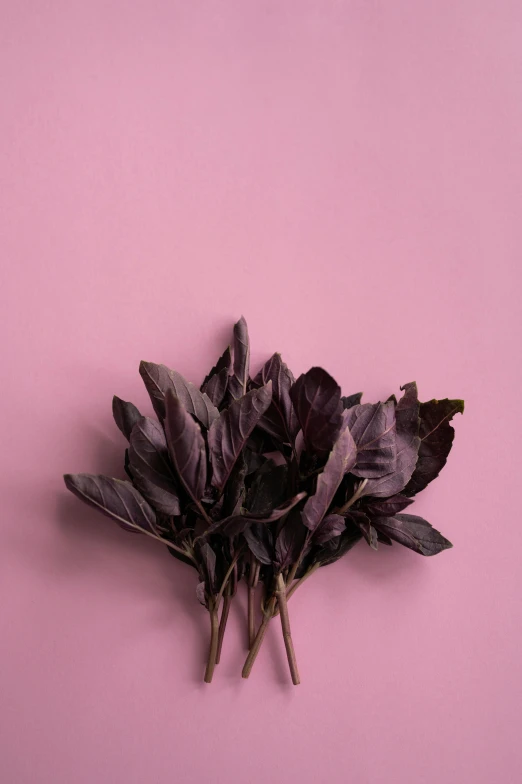 a bunch of purple leaves on a pink background, trending on pexels, fresh basil, dark, venetian red, choi