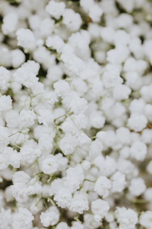 a close up of a bunch of white flowers, by Ruth Simpson, trending on unsplash, conceptual art, gypsophila, full frame image, tiny details, white clouds