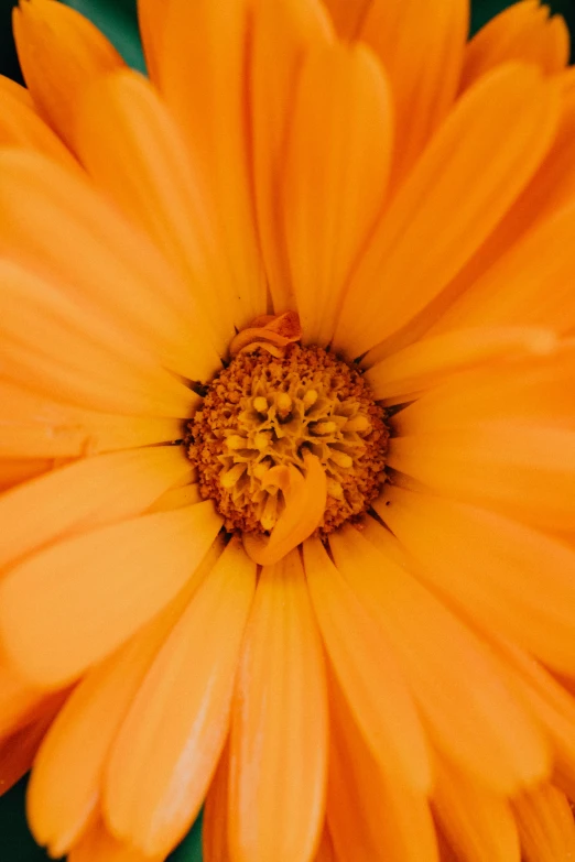 a close up of an orange flower with green leaves, by David Simpson, unsplash, chrysanthemum eos-1d, high angle close up shot, glowing from inside, portrait closeup