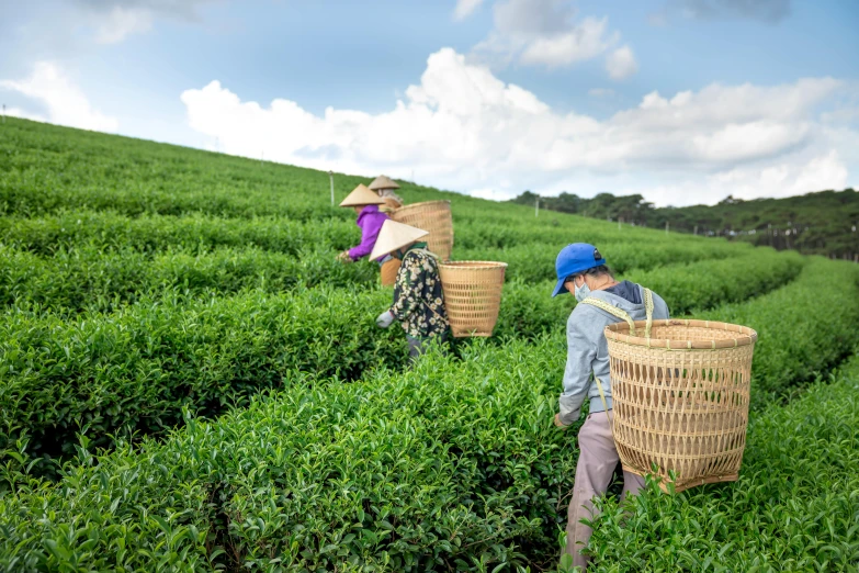 a group of people picking tea leaves in a field, by Yasushi Sugiyama, pexels contest winner, wearing a straw hat and overalls, avatar image