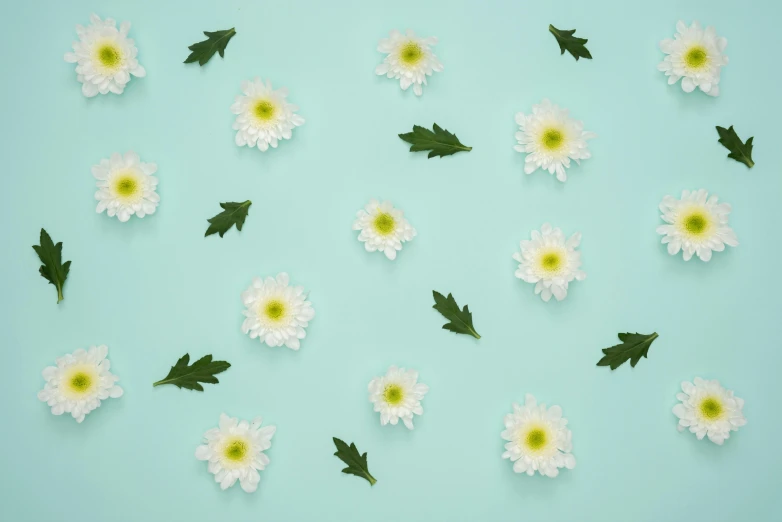 white daisies and green leaves on a blue background, an album cover, inspired by Elsa Bleda, trending on unsplash, aestheticism, background image, repeating patterns, chrysanthemum eos-1d, floating objects