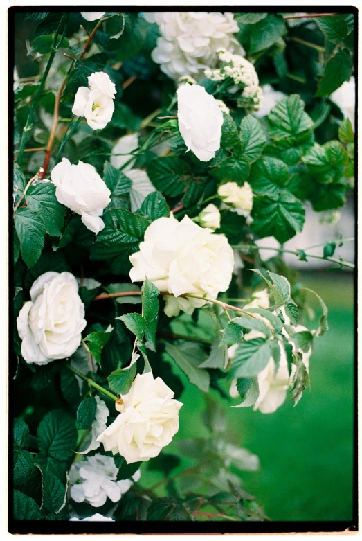 a bush of white roses with green leaves, an album cover, unsplash, romanticism, f 1.4 kodak portra, large white border, the flower tower, portra 160