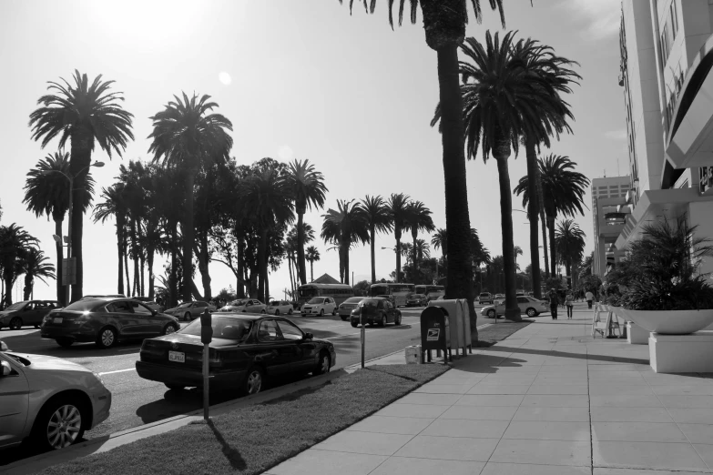 a black and white photo of a street with palm trees, a black and white photo, summer street near a beach, gardena architecture, parking in the street, walking to work