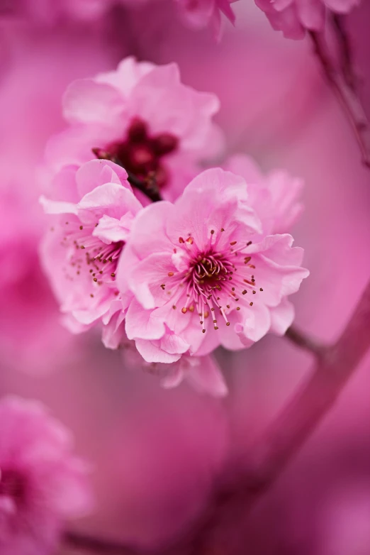 a close up of pink flowers on a tree, paul barson, medium format, february), dynamic closeup