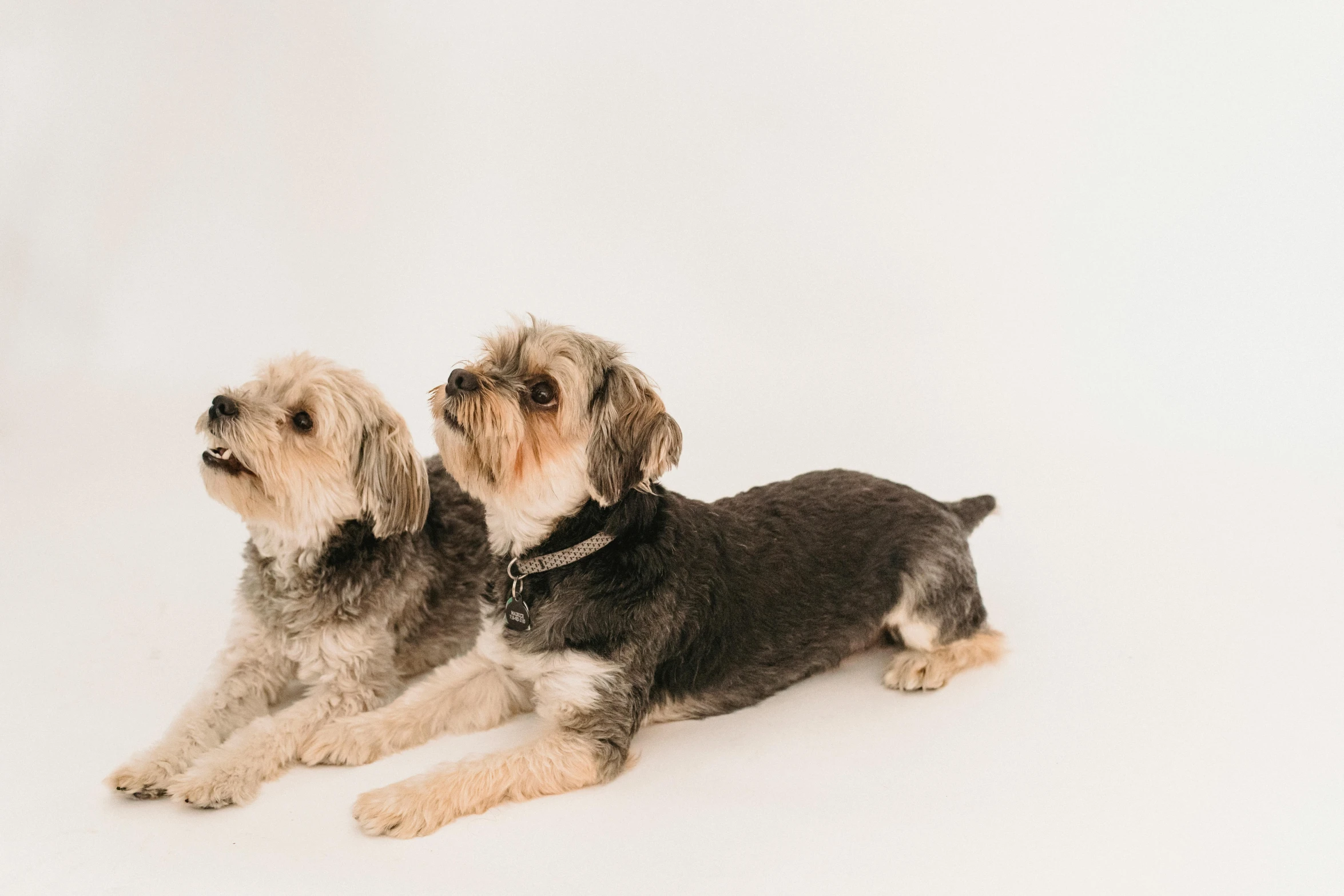 two dogs laying next to each other on a white background, unsplash, visual art, thumbnail, profile image, grey, small dog