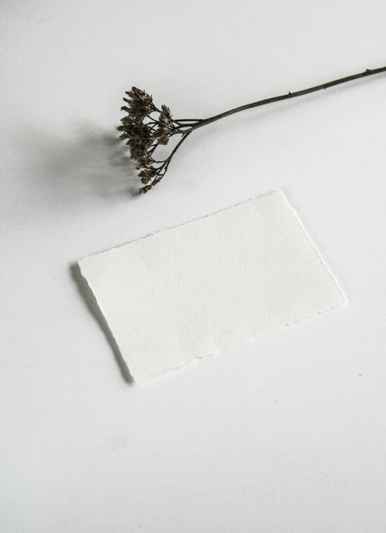 a piece of paper sitting on top of a table next to a flower, pure white, product view, small, cotton