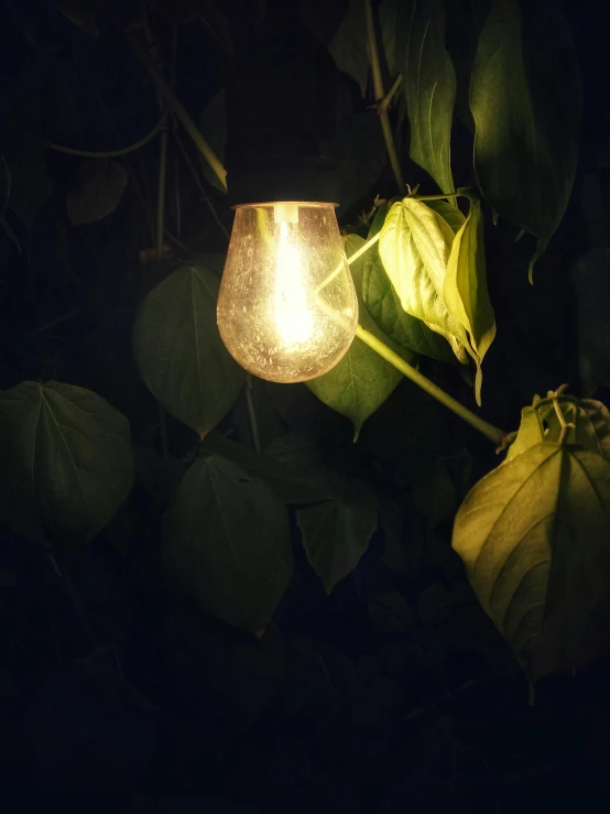 a light that is on in the dark, inspired by Elsa Bleda, unsplash, soft outdoor light, experimental studio light, golden dapple lighting, gardening